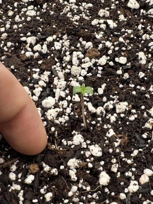 Diamond Killerz by Strayfox. Week 0 - 6 of 10