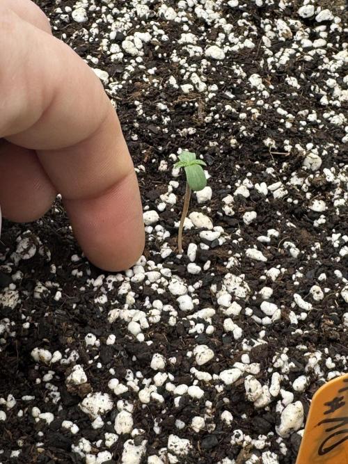 Diamond Killerz by Strayfox. Week 0 - 7 of 10