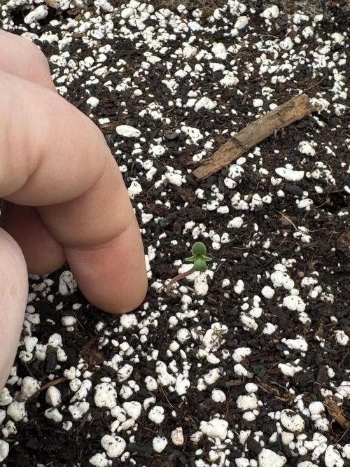 Diamond Killerz by Strayfox. Week 0 - 8 of 10