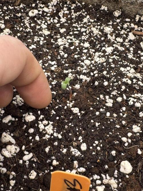 Diamond Killerz by Strayfox. Week 0 - 9 of 10