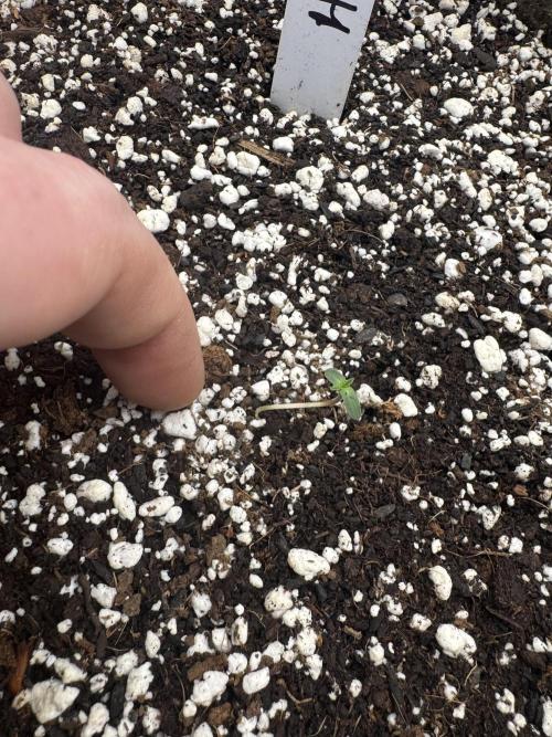 Hippy Oil. Week 0 - 1 of 11