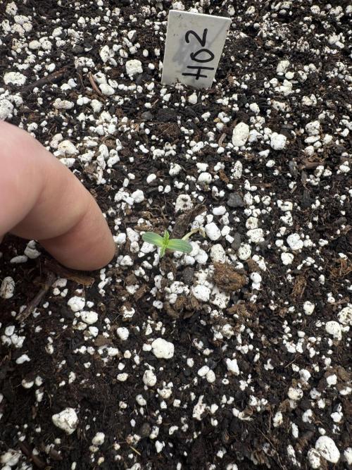 Hippy Oil. Week 0 - 2 of 11