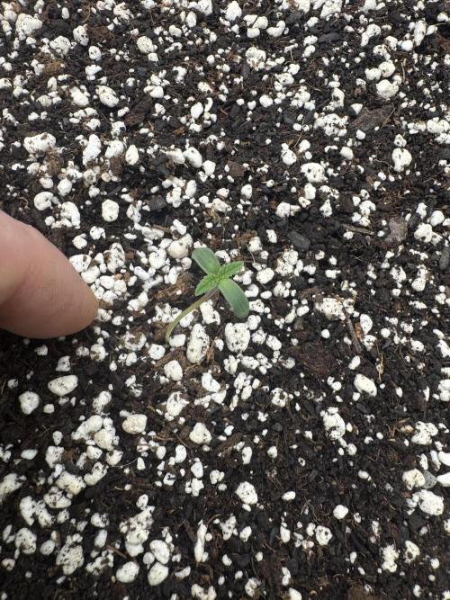 Hippy Oil. Week 0 - 3 of 11