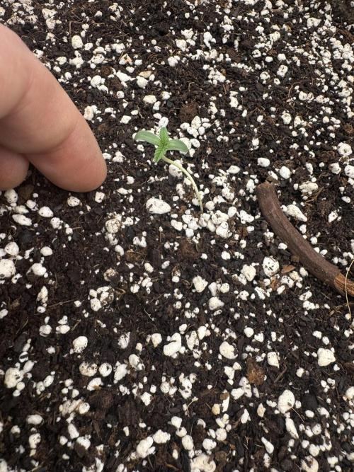 Hippy Oil. Week 0 - 4 of 11