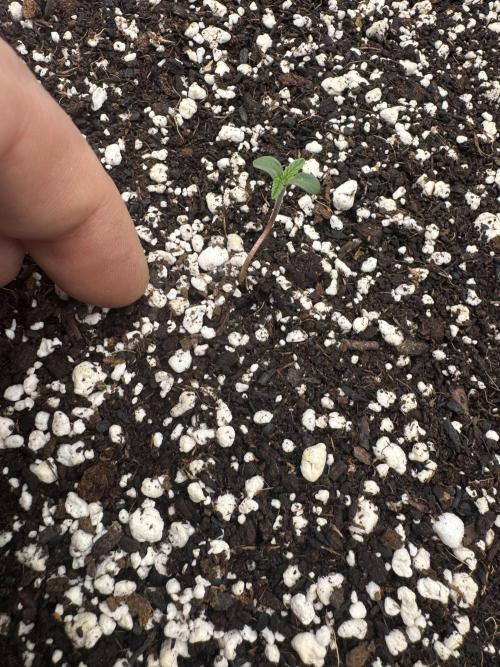 Hippy Oil. Week 0 - 5 of 11