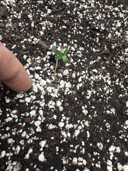 Hippy Oil. Week 0 - 6 of 11