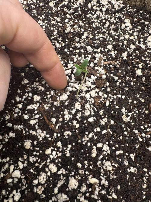 Hippy Oil. Week 0 - 7 of 11