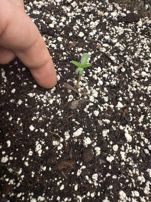 Hippy Oil. Week 0 - 8 of 11