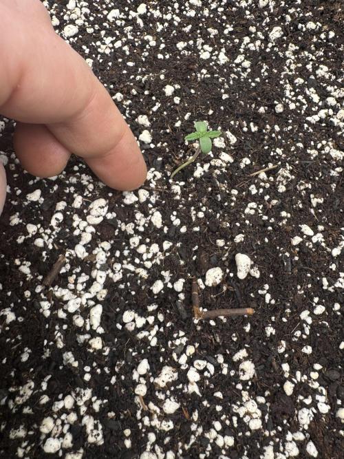 Hippy Oil. Week 0 - 9 of 11