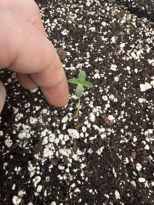 Hippy Oil. Week 0 - 10 of 11