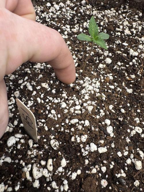 Hollywood Skunk Strayfox. Week 0 - 1 of 10