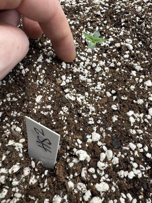 Hollywood Skunk Strayfox. Week 0 - 2 of 10