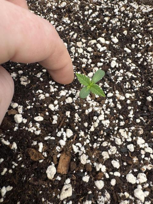 Hollywood Skunk Strayfox. Week 0 - 3 of 10