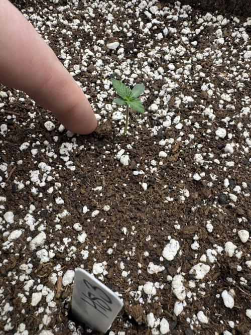 Hollywood Skunk Strayfox. Week 0 - 4 of 10