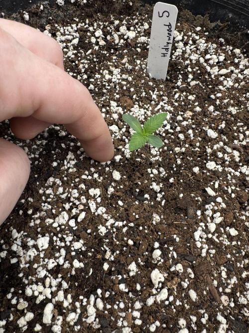 Hollywood Skunk Strayfox. Week 0 - 5 of 10