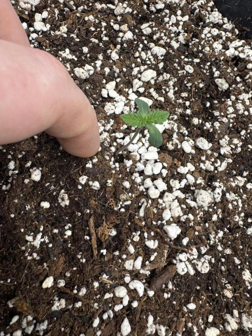 Hollywood Skunk Strayfox. Week 0 - 7 of 10