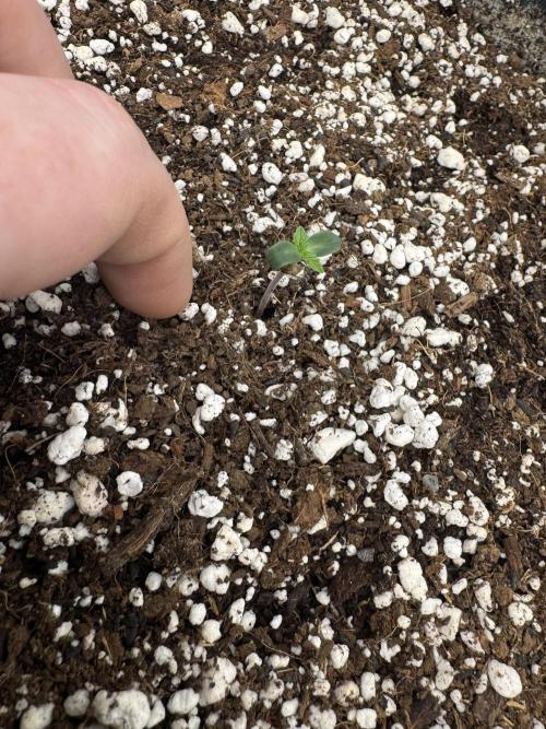 Hollywood Skunk Strayfox. Week 0 - 8 of 10