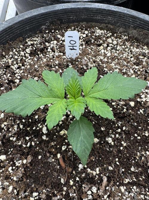 Hippy Oil by Strayfox. Week 2 - 1 of 12