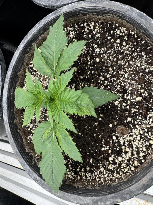 Hippy Oil by Strayfox. Week 2 - 2 of 12