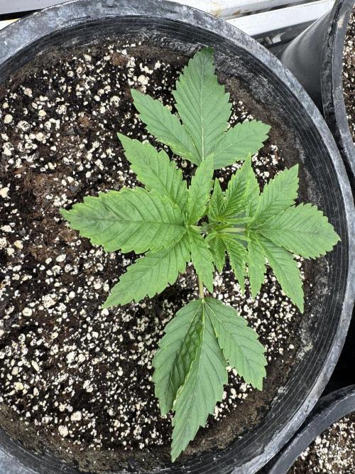 Hippy Oil by Strayfox. Week 2 - 3 of 12