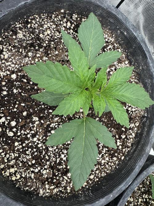 Hippy Oil by Strayfox. Week 2 - 4 of 12