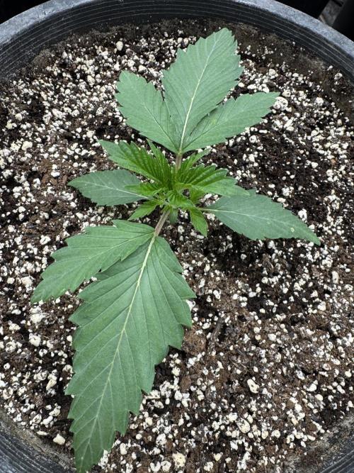 Hippy Oil by Strayfox. Week 2 - 5 of 12