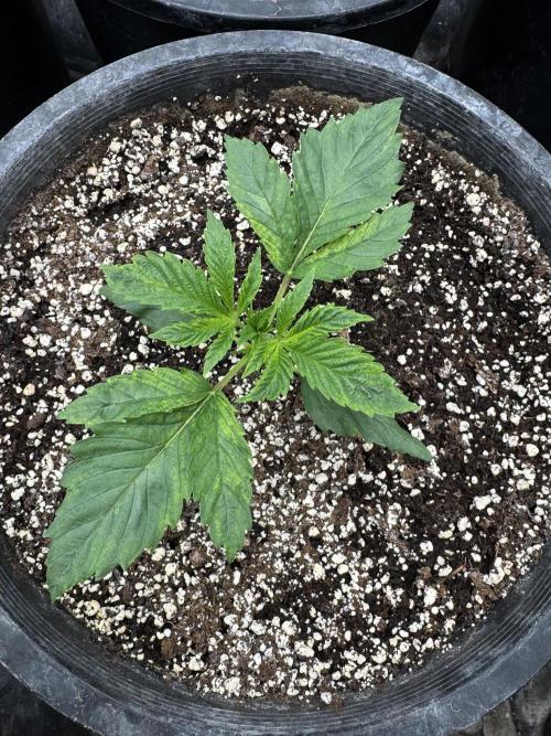 Hippy Oil by Strayfox. Week 2 - 6 of 12