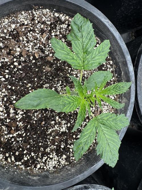 Hippy Oil by Strayfox. Week 2 - 7 of 12 (Will most likely be culled) 