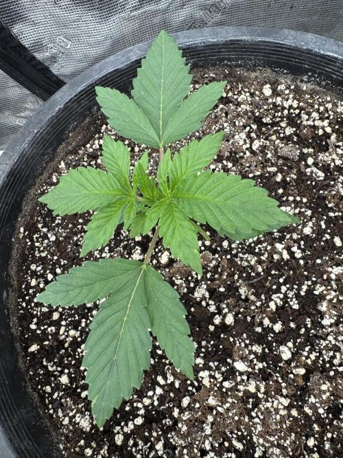 Hippy Oil by Strayfox. Week 2 - 8 of 12