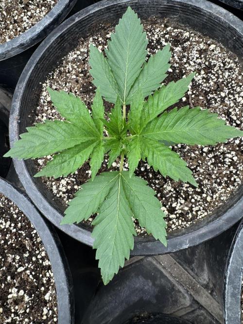 Hippy Oil by Strayfox. Week 2 - 10 of 12