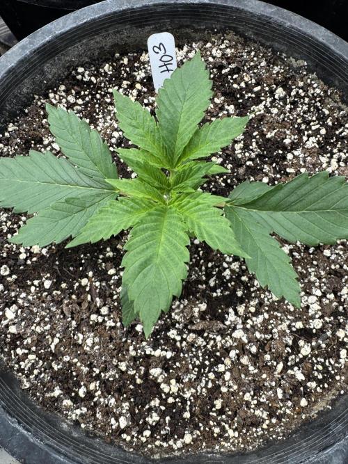 Hippy Oil by Strayfox. Week 2 - 11 of 12