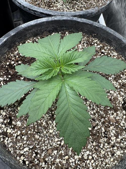 Diamond Killerz by Strayfox. Week 2 - 2 of 20