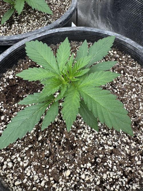 Diamond Killerz by Strayfox. Week 2 - 3 of 10