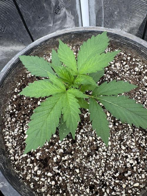 Diamond Killerz by Strayfox. Week 2 - 4 of 10