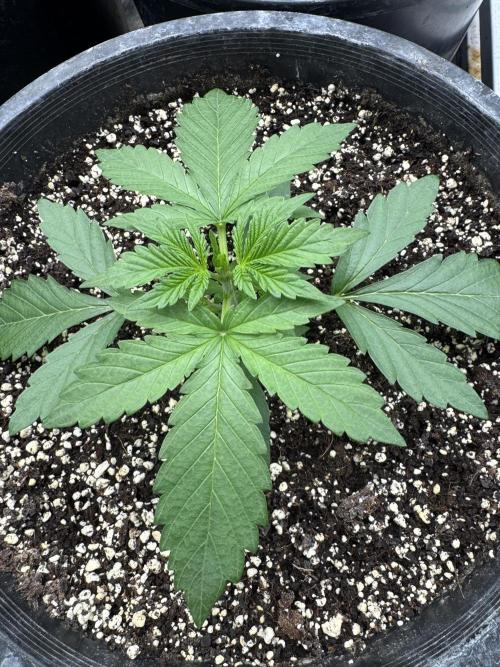 Diamond Killerz by Strayfox. Week 2 - 5 of 10