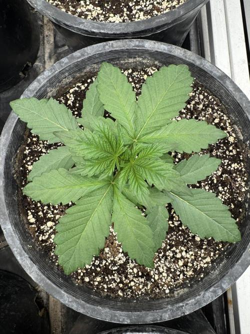 Diamond Killerz by Strayfox. Week 2 - 7 of 10