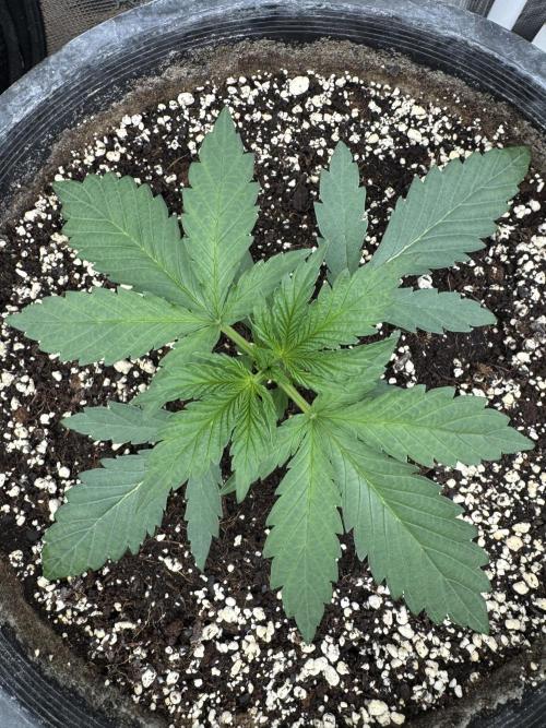 Diamond Killerz by Strayfox. Week 2 - 8 of 10