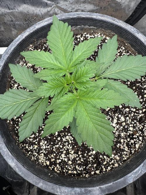 Diamond Killerz by Strayfox. Week 2 - 9 of 10