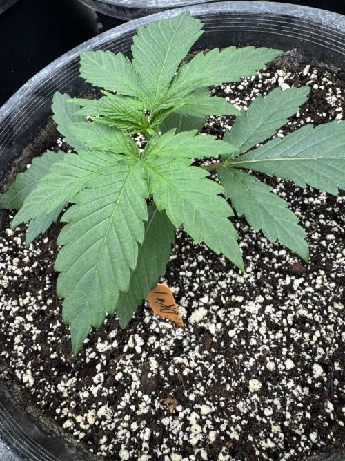 Diamond Killerz by Strayfox. Week 2 - 10 of 10