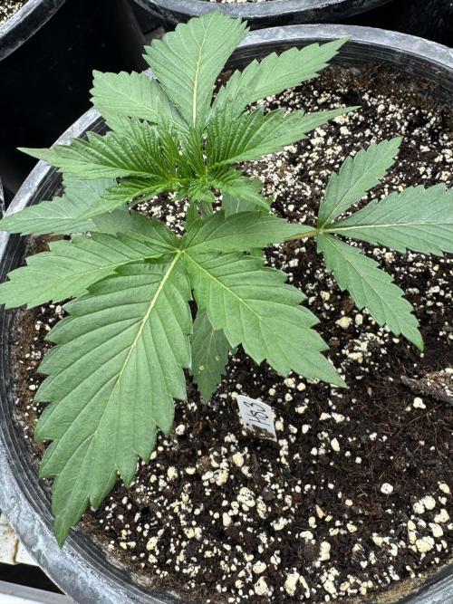 Hollywood Skunk by Strayfox. Week 2