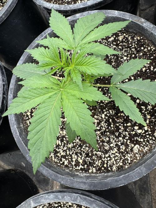 Hollywood Skunk by Strayfox. Week 2