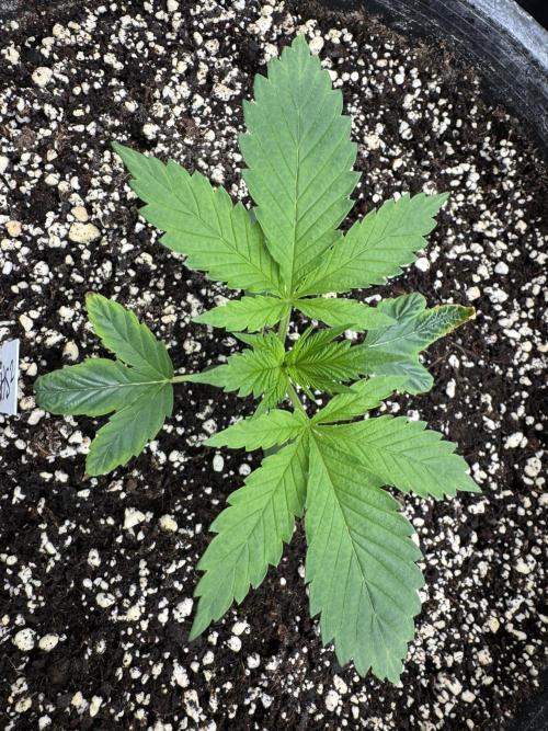 Hollywood Skunk by Strayfox. Week 2