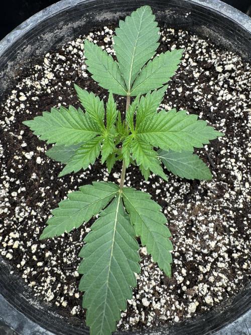 Hollywood Skunk by Strayfox. Week 2