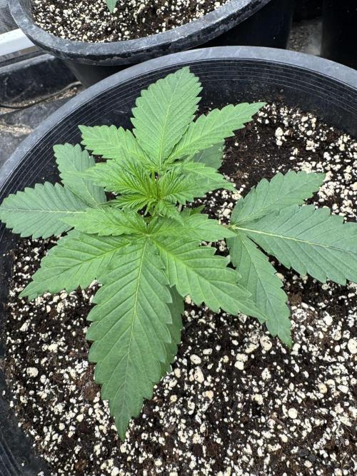 Hollywood Skunk by Strayfox. Week 2