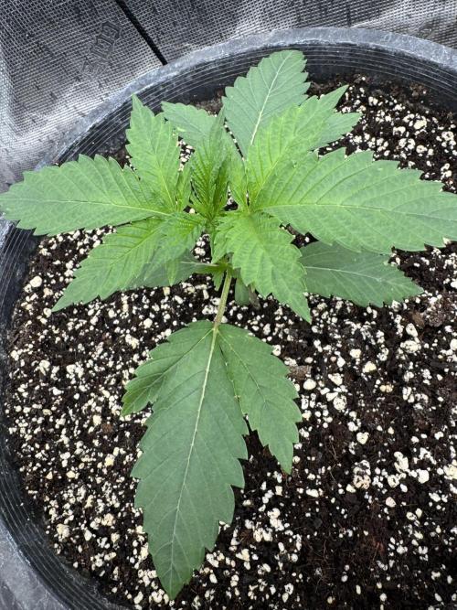 Hollywood Skunk by Strayfox. Week 2