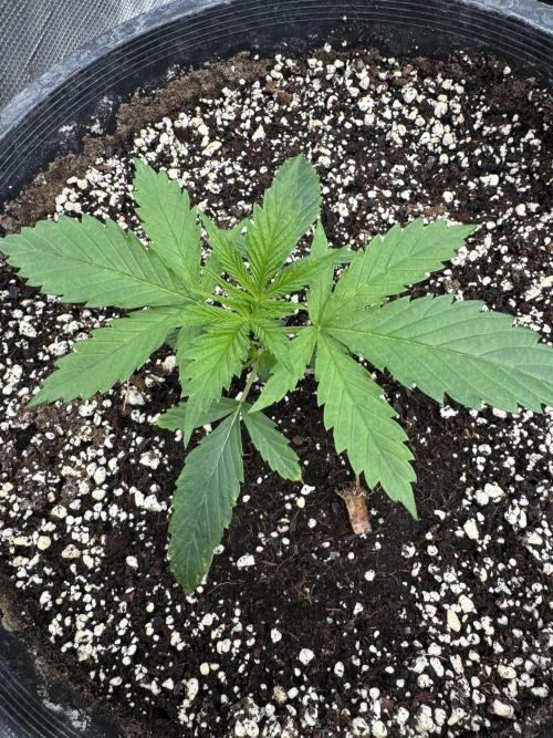 Hollywood Skunk by Strayfox. Week 2