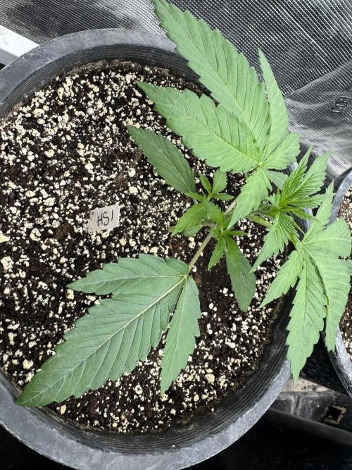 Hollywood Skunk by Strayfox. Week 2