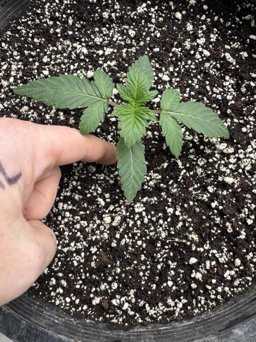 Thai Stick Skunk by Kaotic Seeds. Week 0