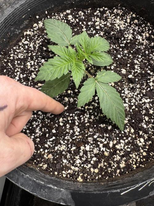 Thai Stick Skunk by Kaotic Seeds. Week 0