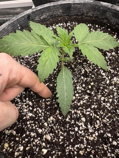 Thai Stick Skunk by Kaotic Seeds. Week 0